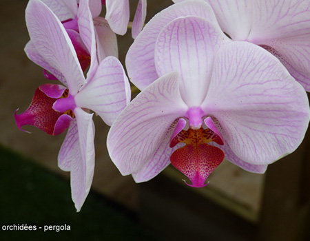 orchidee-pergola-kaz.jpg